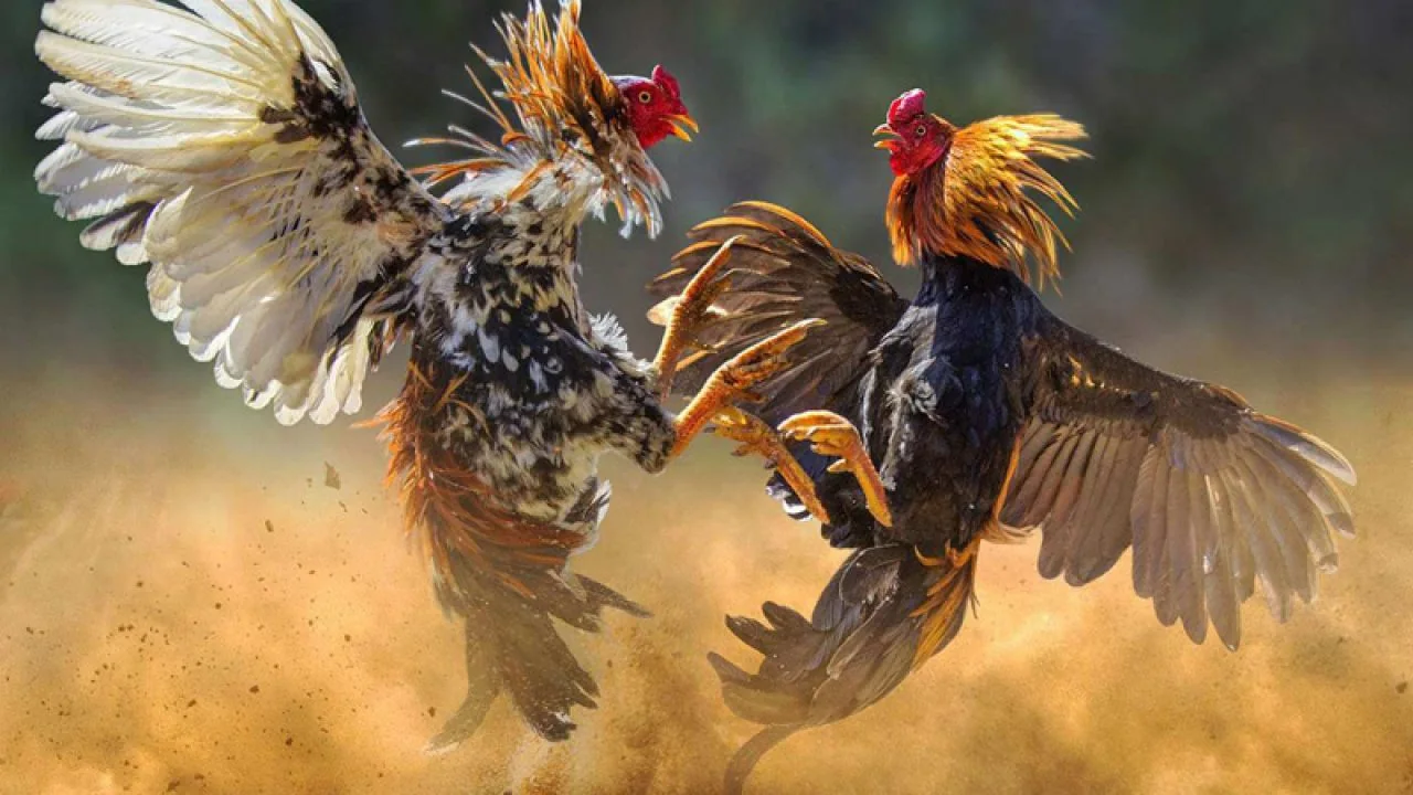 Visual hiburan untuk lobi permainan TOPJITU